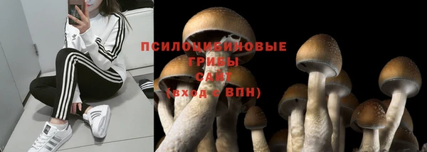 стаф Каменногорск